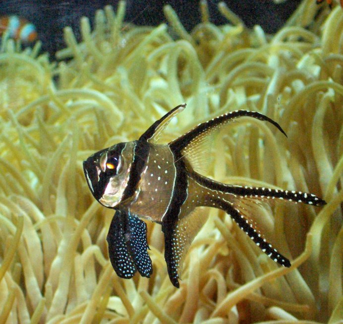 Pterapogon kauderni (тюлевый Кардинал)