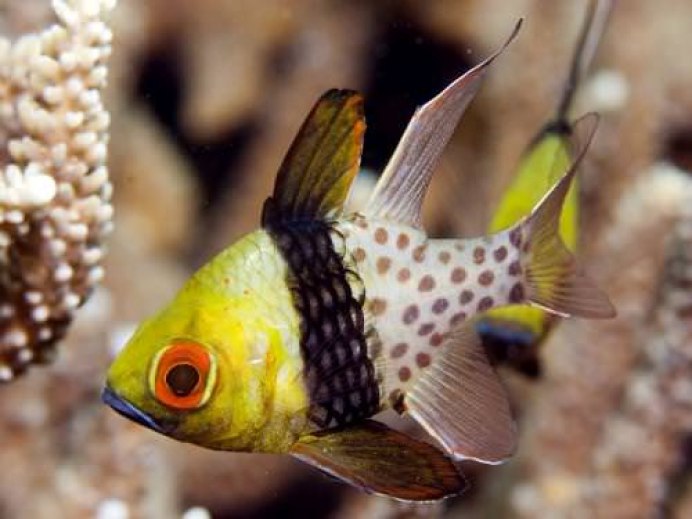 The Banggai Cardinalfish