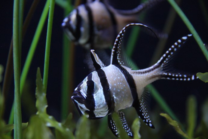Апогон Каудерна тюлевый, m /Pterapogon kauderni