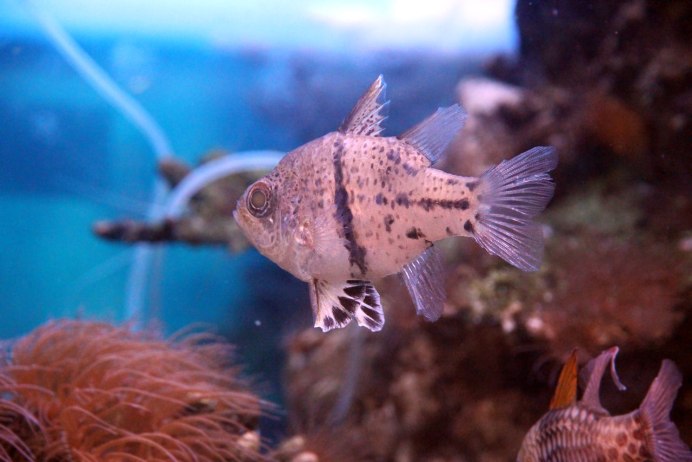 The Banggai Cardinalfish