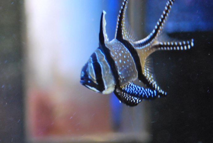 Pterapogon kauderni