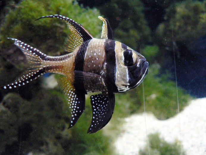 Апогон Каудерна тюлевый, m /Pterapogon kauderni