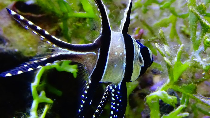 The Banggai Cardinalfish