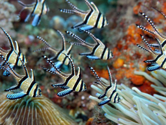 Апогон Каудерна тюлевый, m /Pterapogon kauderni