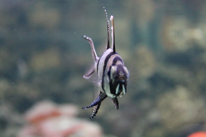 Апогон Каудерна тюлевый, m /Pterapogon kauderni