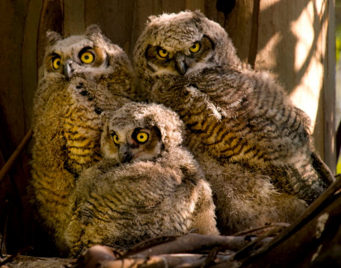 Виргинский Филин птенцы