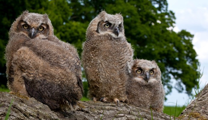 Сыч Сова Филин семейство