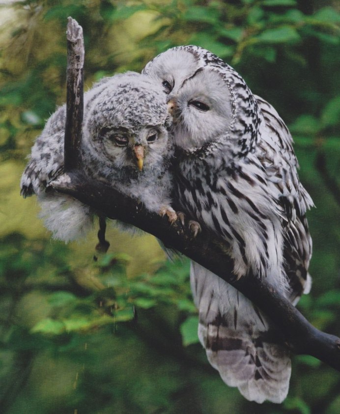 Много совят