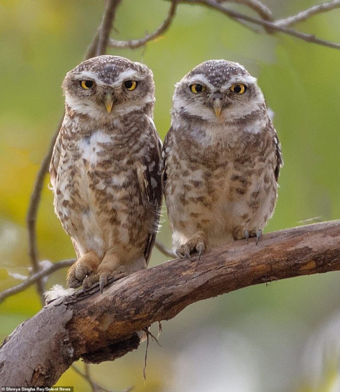 Много совят