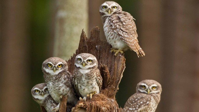 Семья Филинов