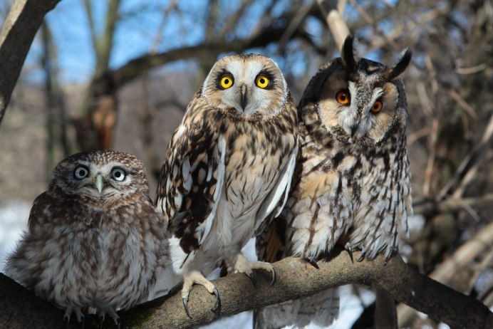 Много Филинов