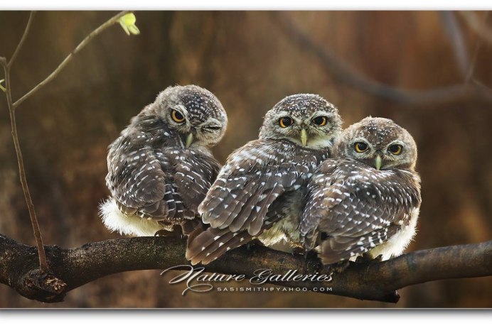 Влюбленные Совята