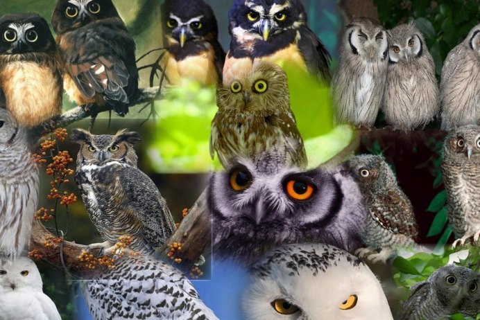 Милые Совы