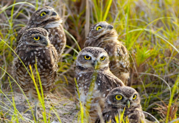 Семья Филинов фото