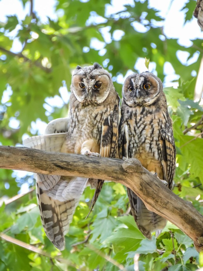 Необычные Совы