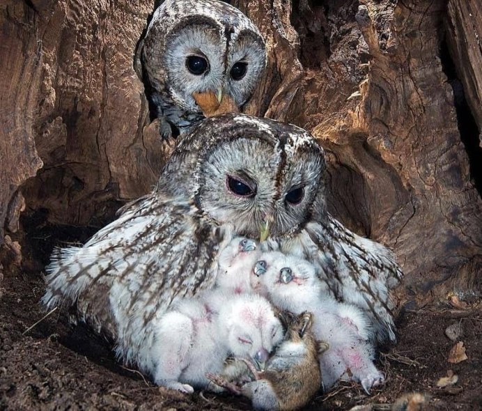 Филин семейства совиных