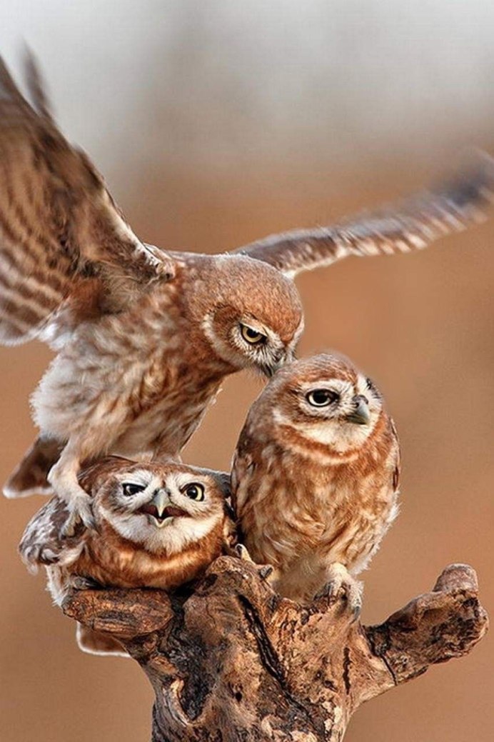 Браминский Сыч