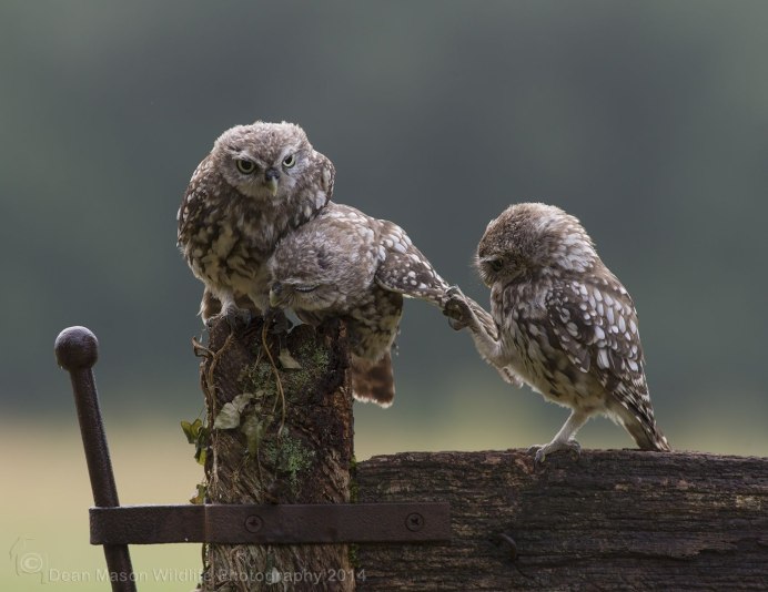 Забота о потомстве у Совы кормление