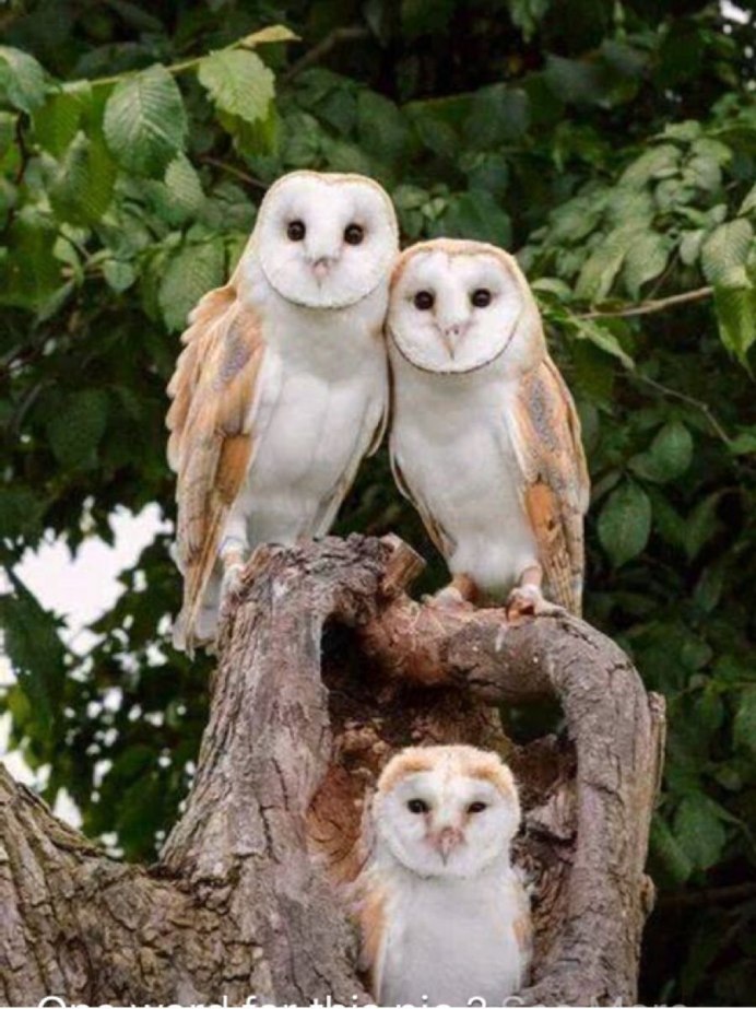 Семейство сычей