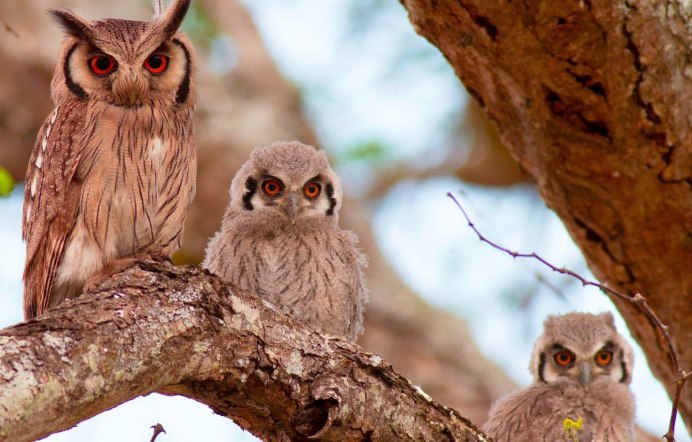 Семейство настоящие Совы