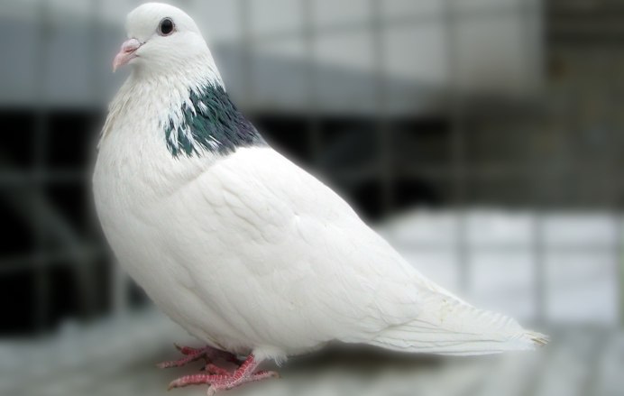 Королевский Павлин голубь