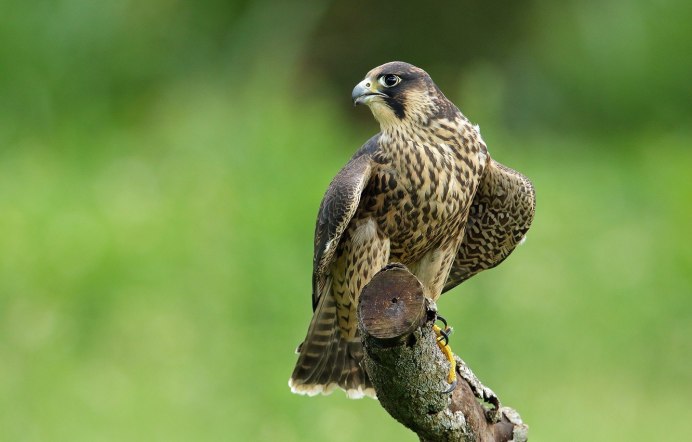Сапсан Falco peregrinus