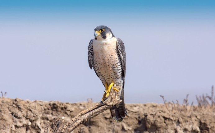 Сапсан Falco peregrinus