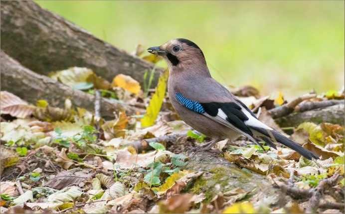 Корнуоллская клушица