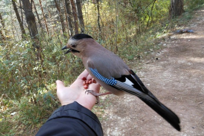 Хохлатая малайская Сойка