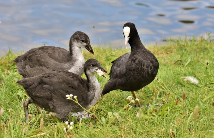 Кулик сорока птица