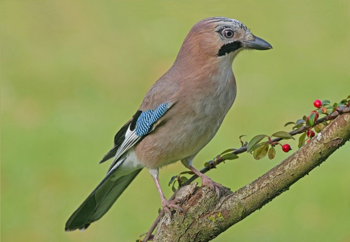 Чибис Болотная птичка