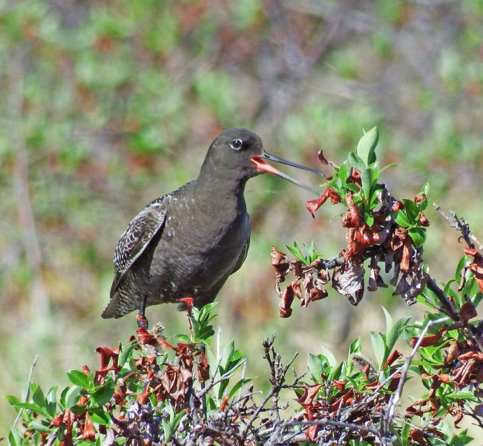 Лесная сорока Сойка