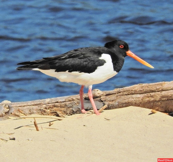 Редкие Лесные птицы