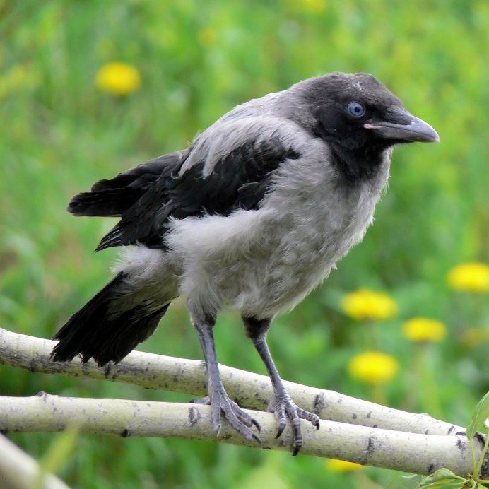 Куцекрылая птица тундры