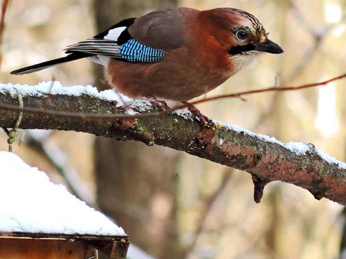 Соловей варакушка