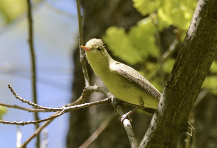 Сойки птицы в Кисловодске