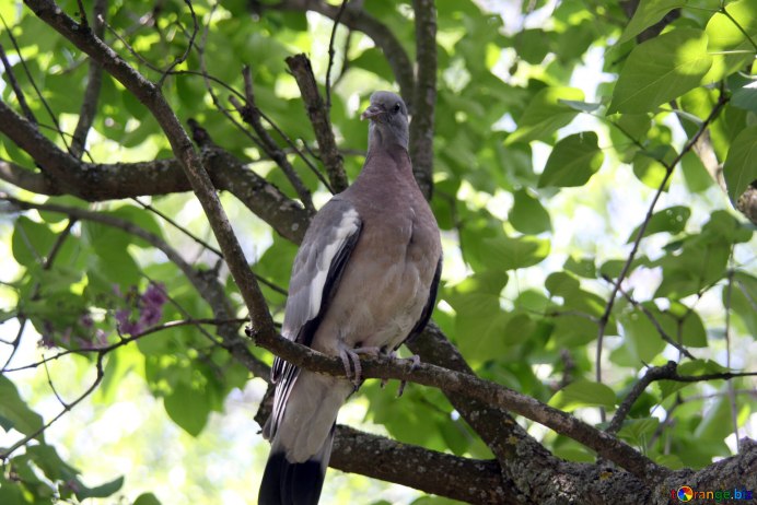 Голубь Columba palumbus