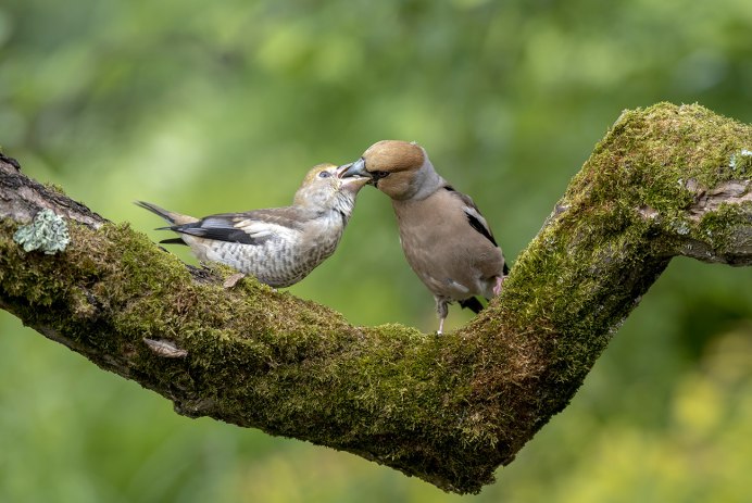 Сойка обыкновенная garrulus glandarius