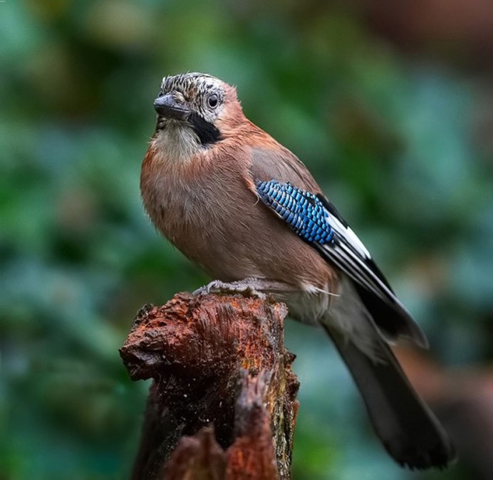 Изумрудная Горлица