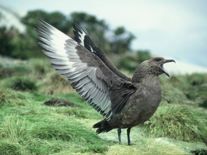 Зеленая пересмешка