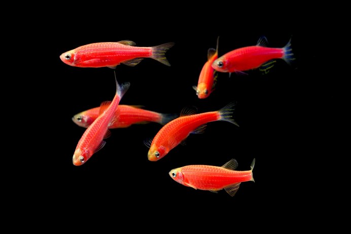 Glofish вулкан - декорация с Glo-эффектом