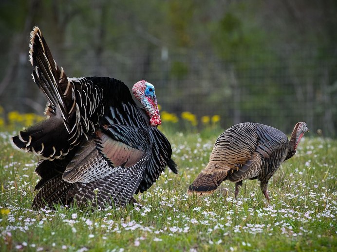 Meleagris gallopavo