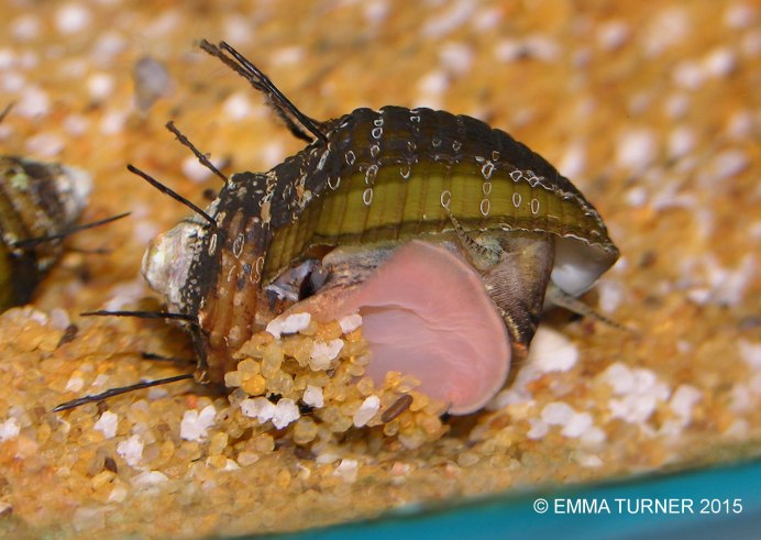 Улитка рогатая аквариумная