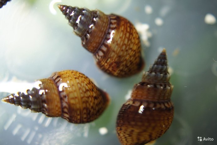 Павел 6 в тиаре