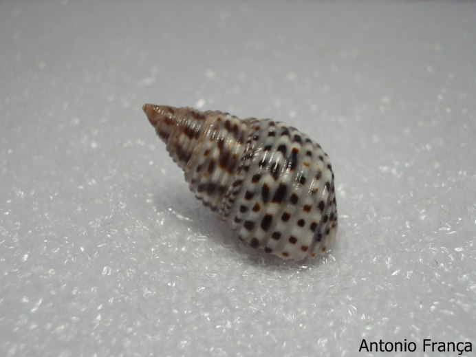 Аквариум улитка тиара scabra