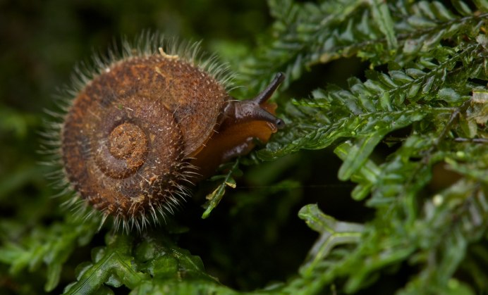 Ракушка улитки