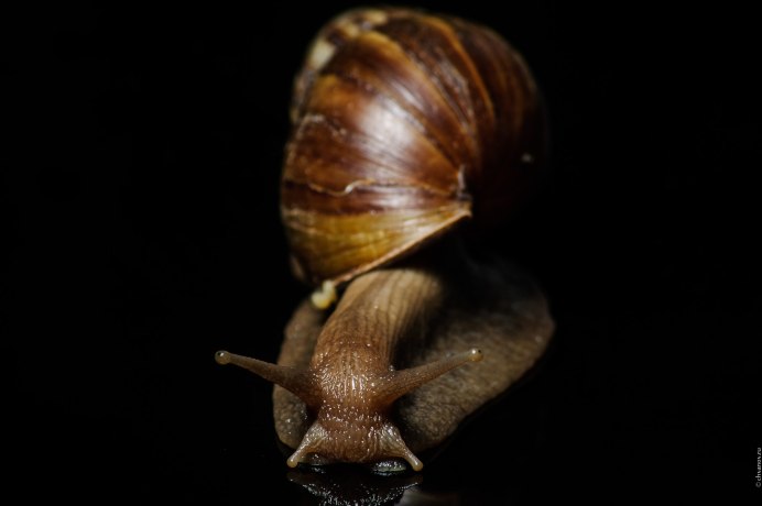 Улитка на листике