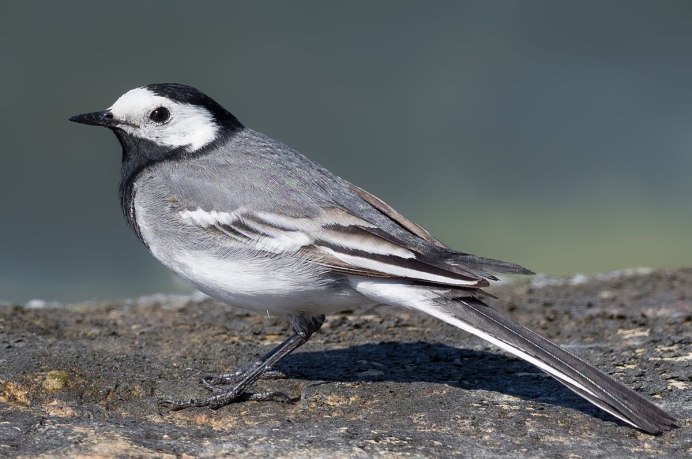 Motacilla Alba