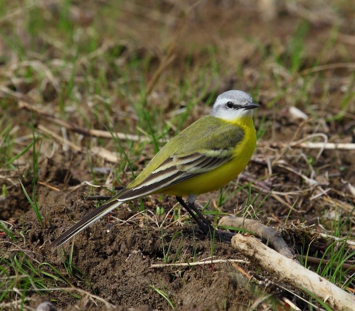 Птица Yellow Rumped Warbler