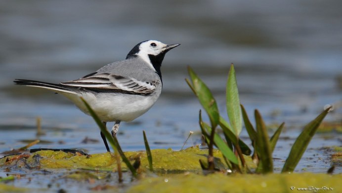 Белая трясогузка Motacilla Alba